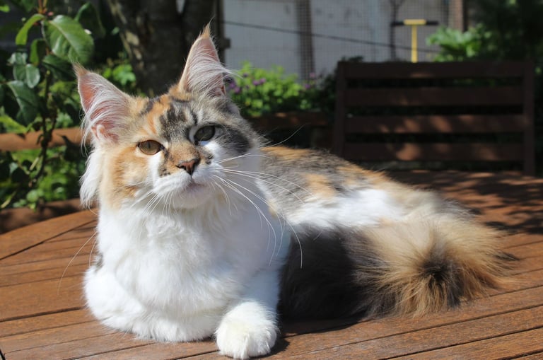 Juannre Kayanna our Maine Coon girl at Juannre Cats.