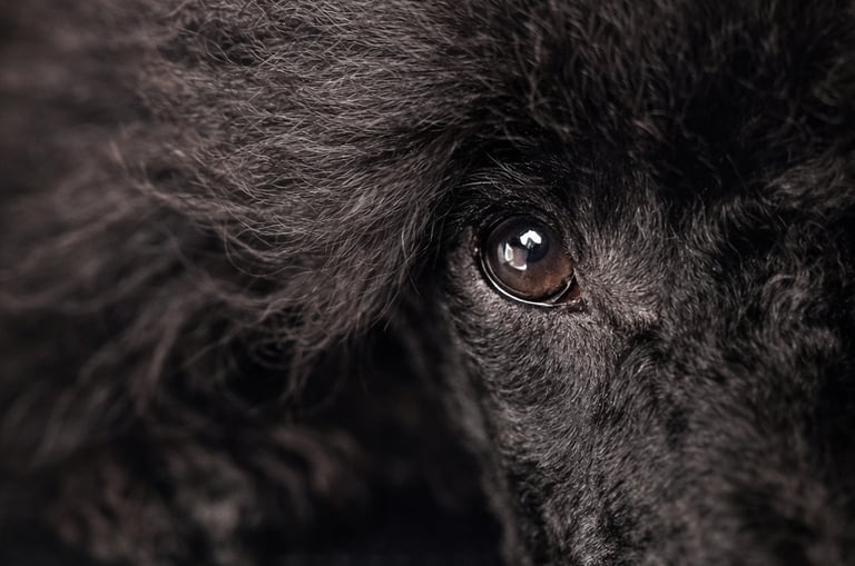 caniche toy de l'élevage des rives de riss