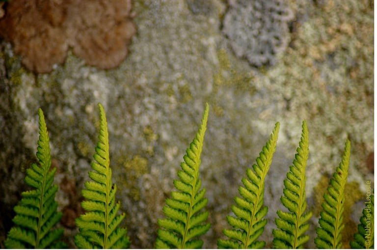Nos services en tant qu'écologues afin de valoriser au mieux vos données naturalistes