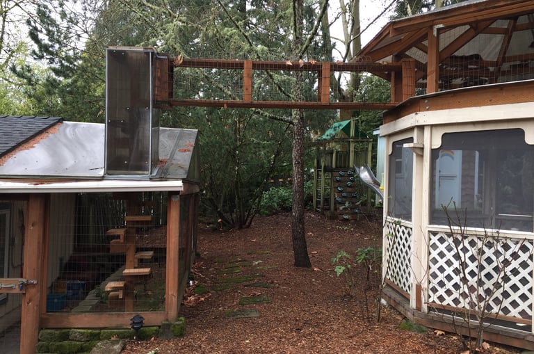 Nico the cat's cat and gazebo getaway