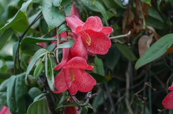 two bright red South American flowers