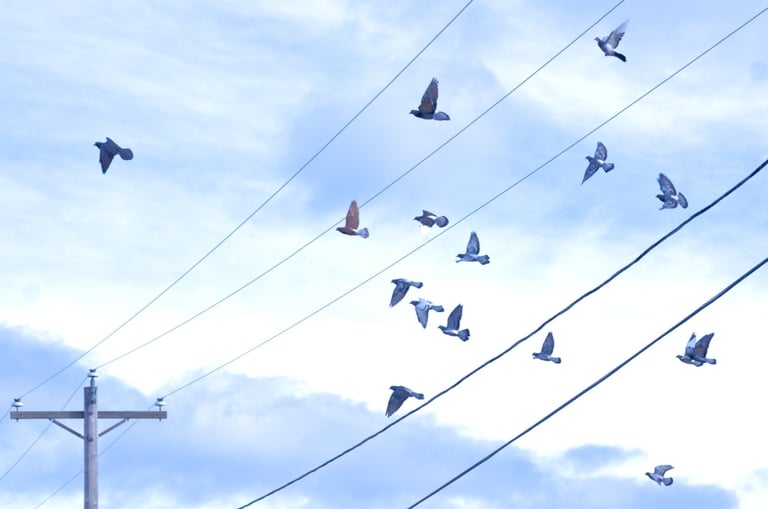 Many pigeons flying to land on a telephone wire against a blue sky