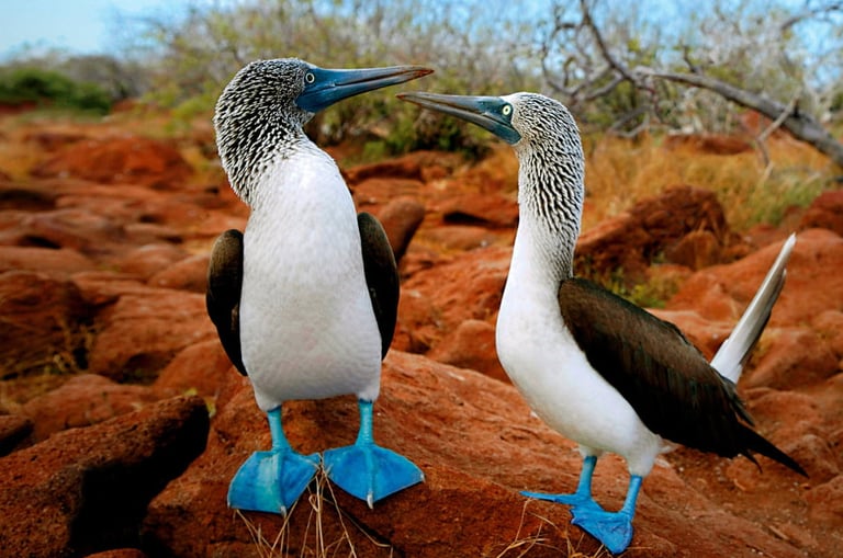 Žydrakojis padūkėlis, booby bird, bubi bird, bubibird, bubibird.lt