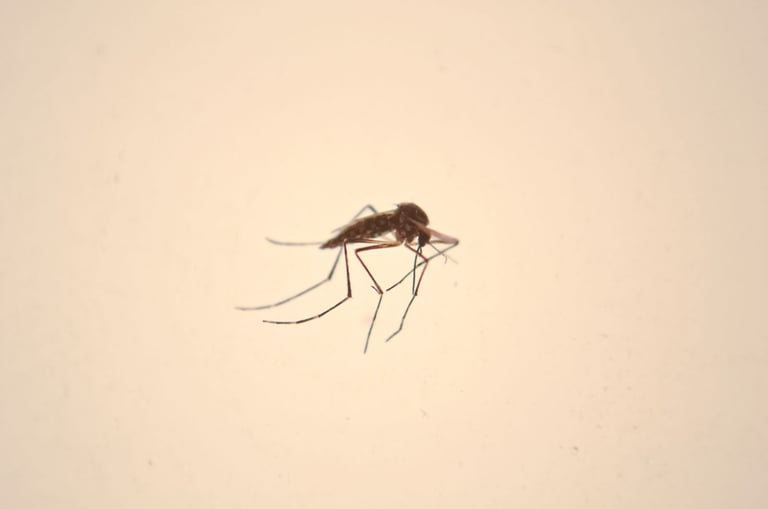a mosquito fly insect on a white surface