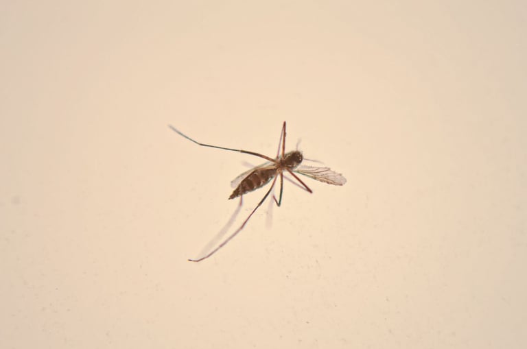 a mosquito fly insect insect insect insect insect insect insect insect insect insect insect insect insect