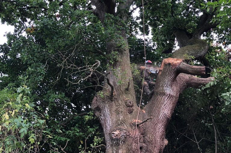 tree surgeon performing tree services