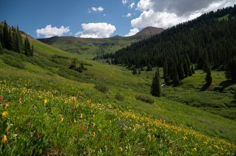 West Maroon Valley and wildflowers in summer morning sunlight