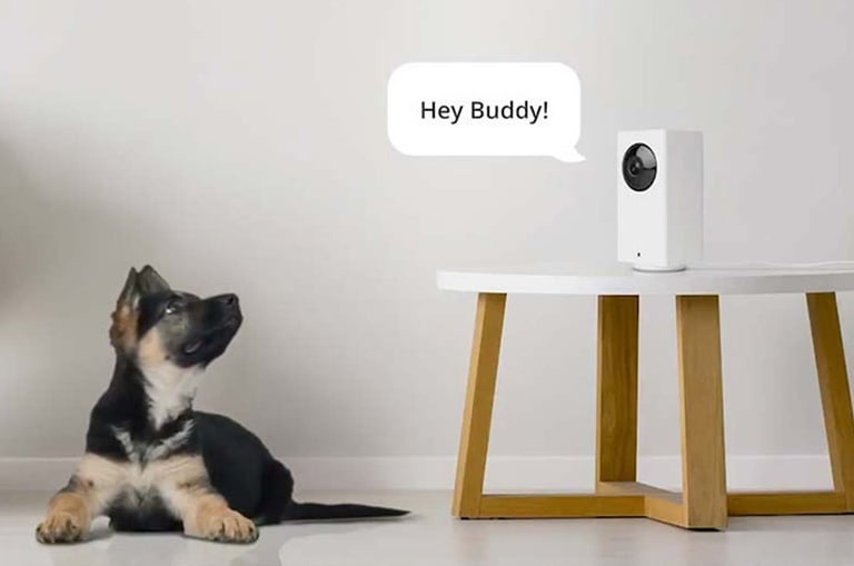 pet camera dog sittingog in front of him