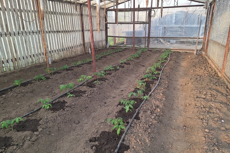 gardening in a greenhouse