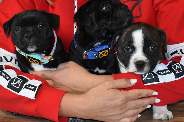 cuccioli staffy staffordshire bull terrier grecalestaffs