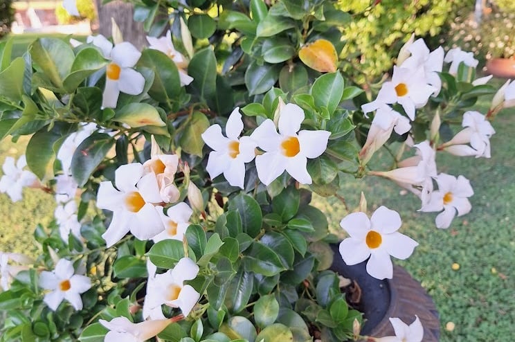 a bunch of flowers in a garden planter
