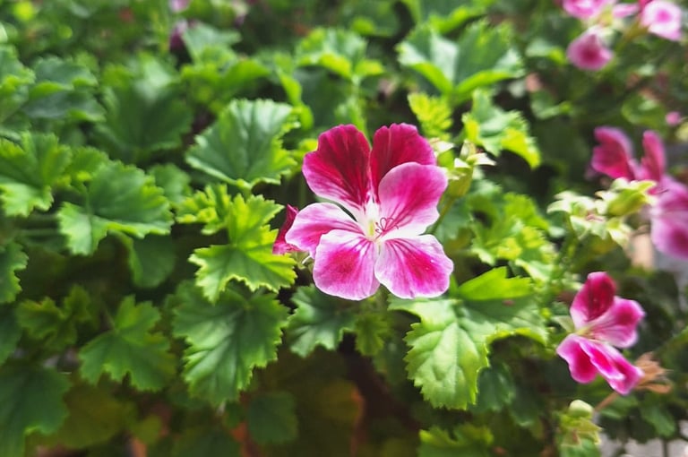 a flowering shrub planted in a planter