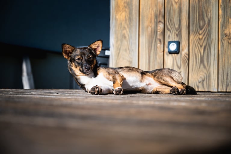 Portrait animalier d’un petit chien détendu sur terrasse en bois, par Théo Vonderscher