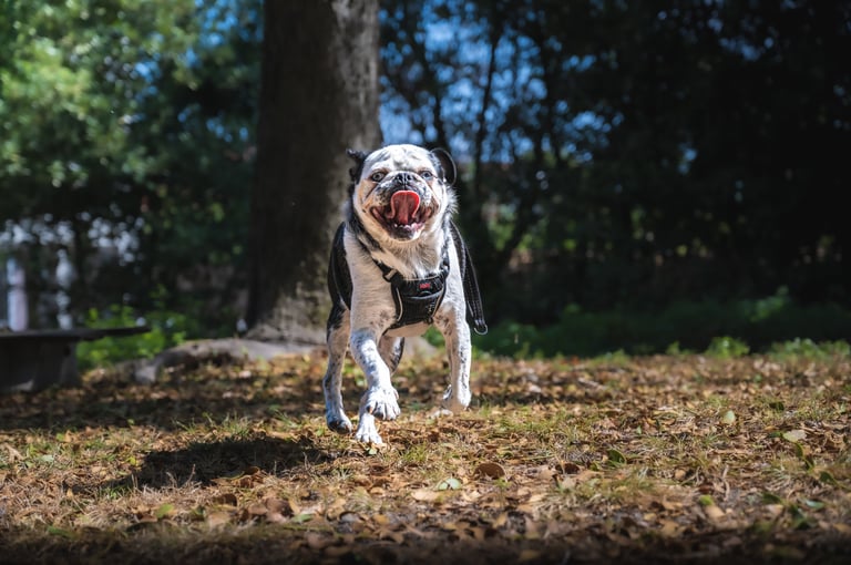 Portrait animalier d’un carlin blanc courant joyeusement en forêt - Théo Vonderscher