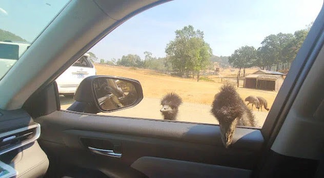 Wildlife Safari - Emu's poking their head & beak inside the car looking for food