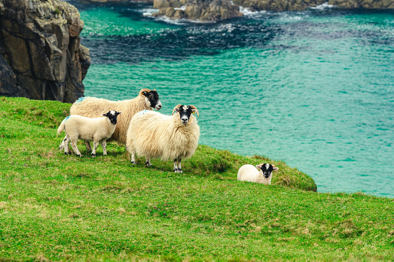 Un troupeau de brebis paisibles surplombe les falaises de Dailbeg, offrant un contraste saisissant avec l'eau turquoise.