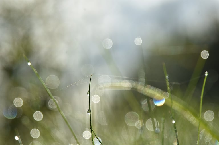a grass covered with water droplets of water