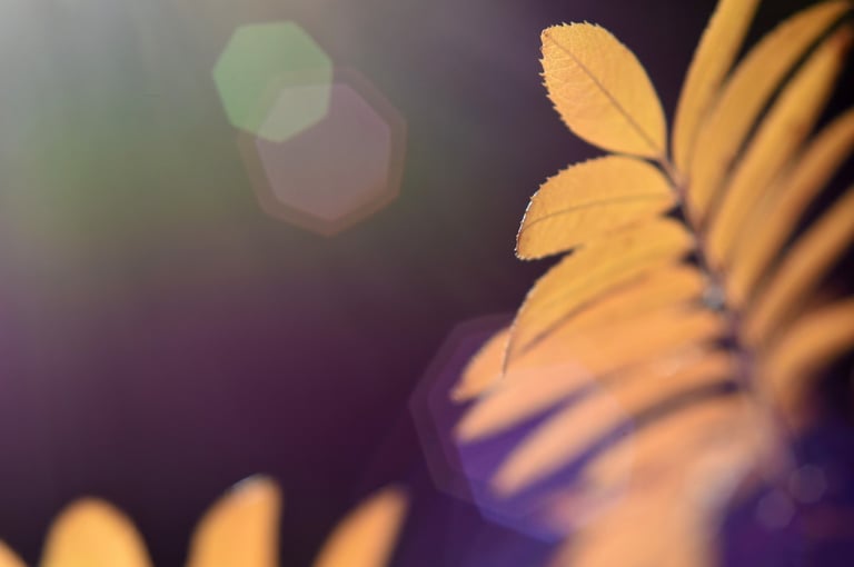 a plant with yellow leaves on a purple background and bokeh