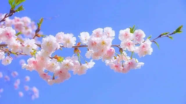 Close-up of delicate pink cherry blossoms standing out against a clear blue sky