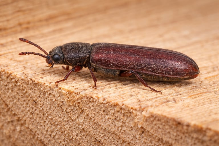Lyctus insectes du bois vaud