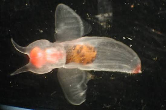 A translucent sea angel Clione limacina swimming in the deep ocean with visible orange internal organs.