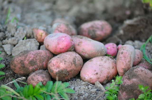 Sweet Potatoes