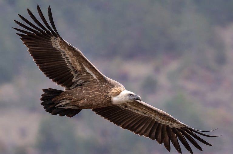 Griffon vultures soaring over cliffs in the Haute Vallée near Quillan, Aude