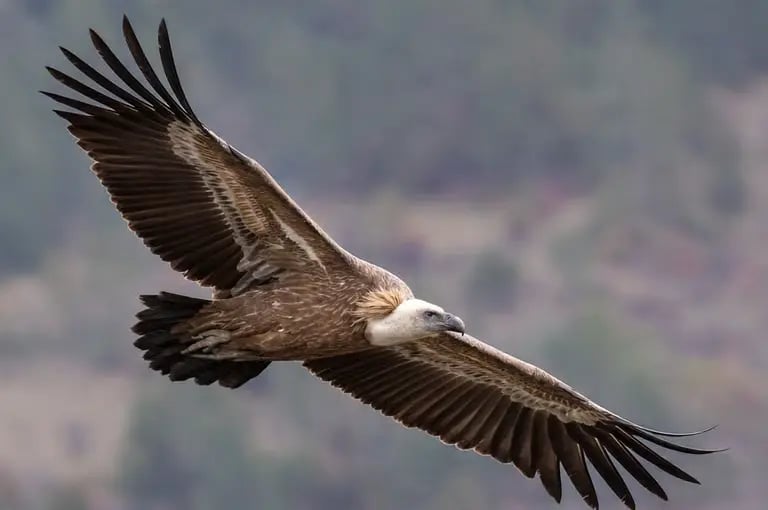 Griffon vultures flying over the Haute Vallée de l’Aude near Quillan