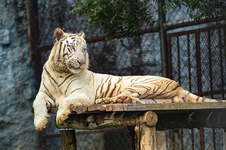The Tiger is resting after feeding on its kill.