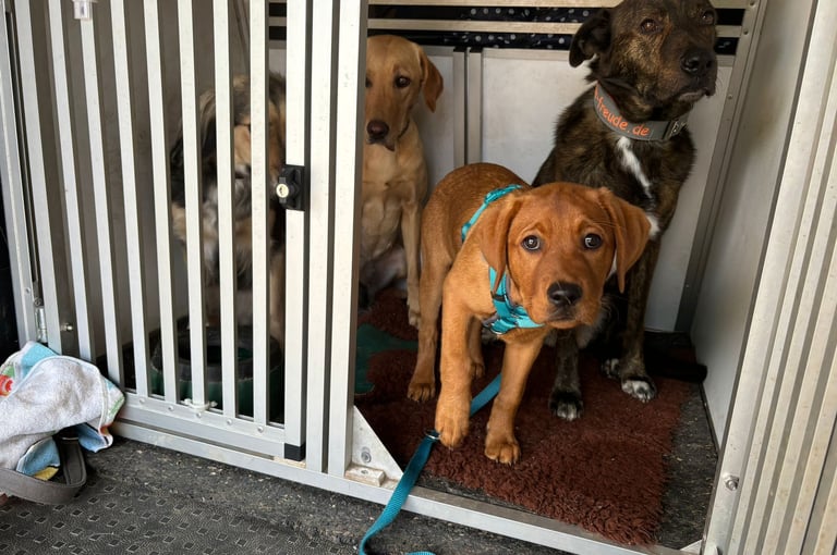 Milo, Nele und Winni mit Welpe Gini in der Autobox. Gini lernt Bleiben.