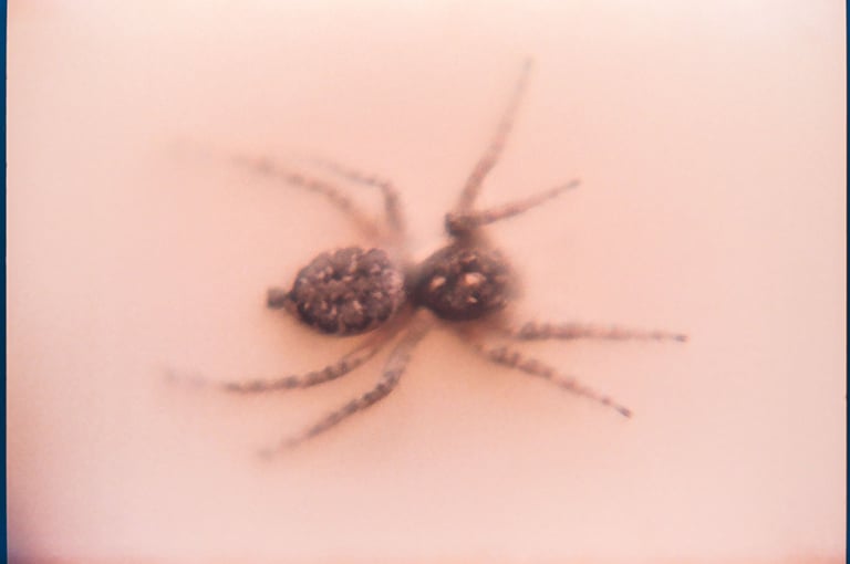 fotografia analogica de araña saltarina