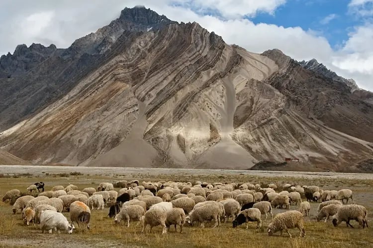 Sheep grazing near Rangdum in Suru Valley, Ladakh