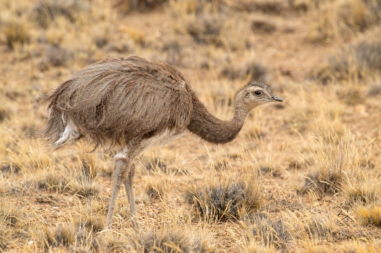 Patagonia Puma & Penguin Photography Tour