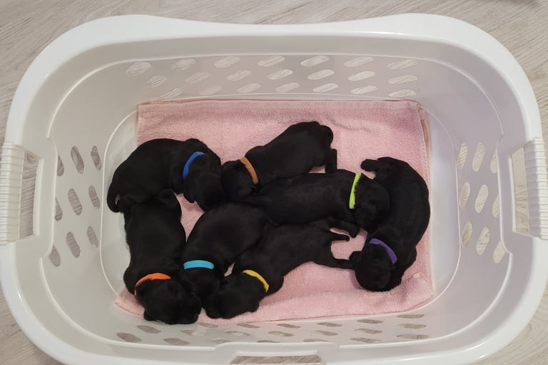 Chiots Schnauzers nains ages de 15 jours 