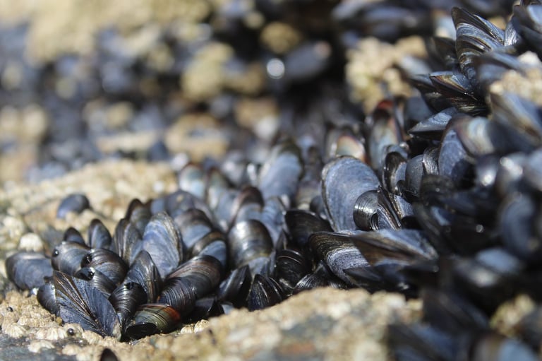 Moules - Bioindicateurs