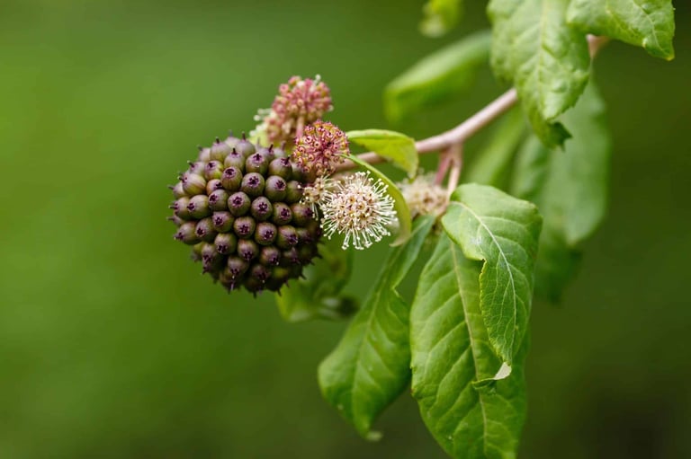 Siberian ginseng