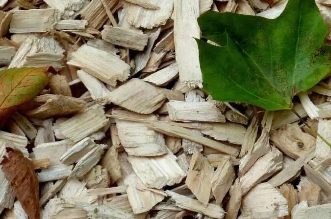 Paillage avec des copeaux de bois 
