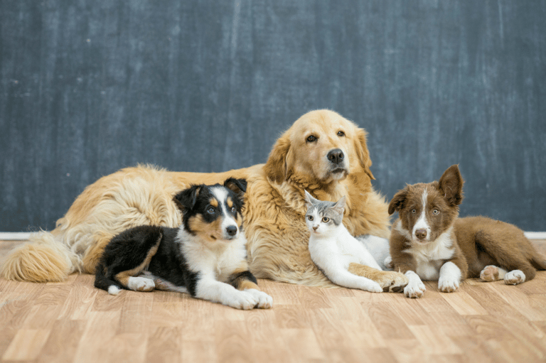 a group of dogs and cats sitting on a hardwood floor