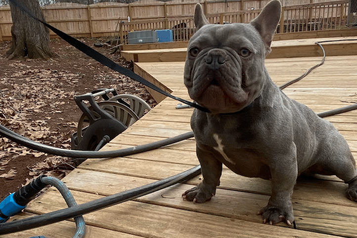 French Bulldog male 