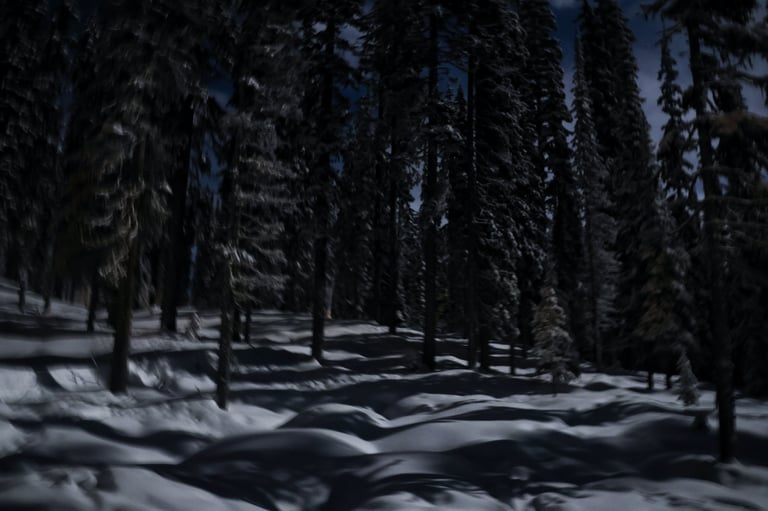 A snowy forest lit by full moonlight at night.