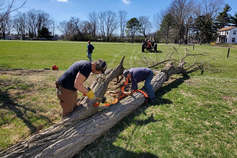 Greg & ? cutting tree