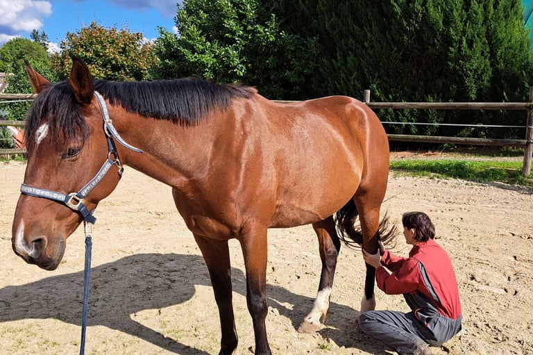 Soins aux animaux - Sophie Pelé - Cheval