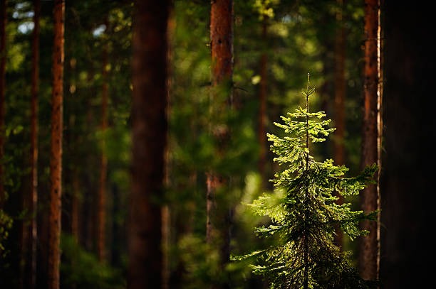 sapin epicea
