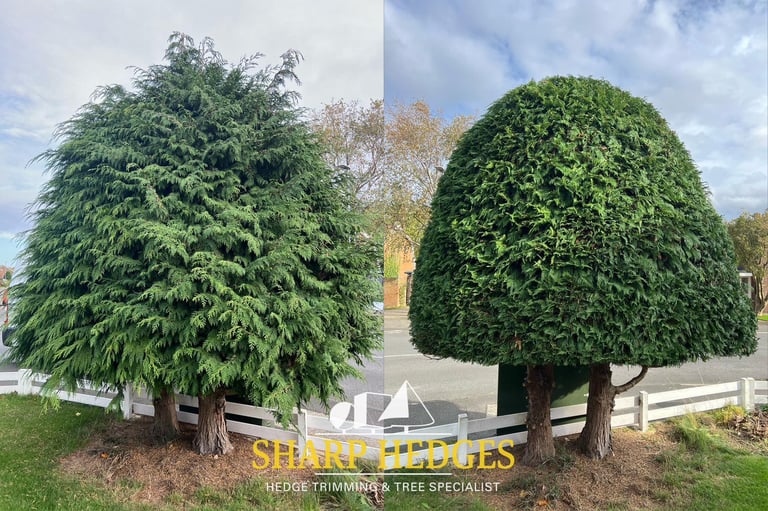 Neatly trimmed conifer hedge on semi-detached home, Seaham – before and after.
