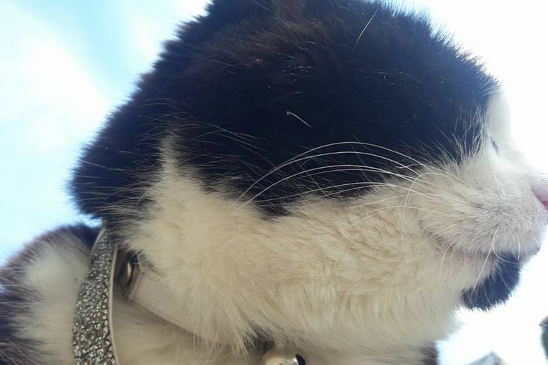 Family Pet Susie