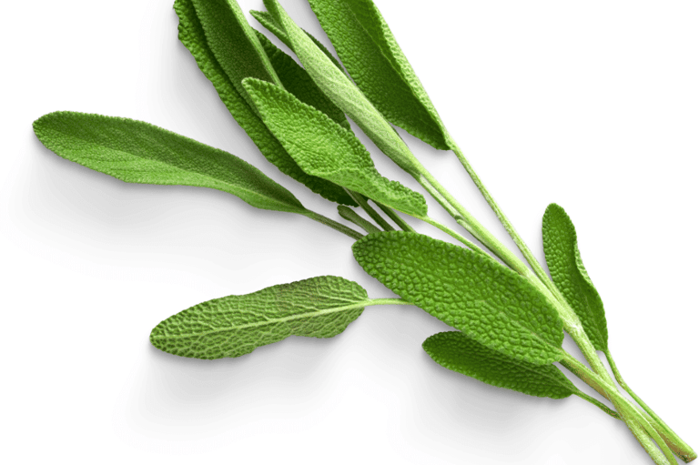 Sage is an aromatic herb with gray-green leaves and purple flowers, used in cooking and medicine.