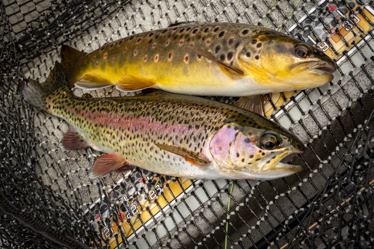Doubled up on the South Holston River