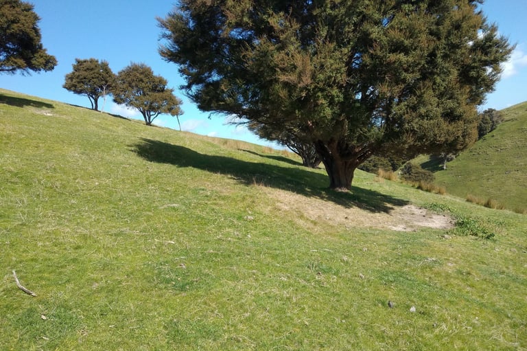 Questioning the reason for the build-up of nutrients under trees in a silvopastoral system