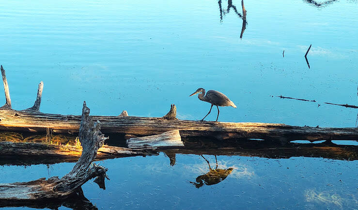 Oregon Coast -Coos Bay Empire Lakes has miles of nature trails & wildlife like a heron