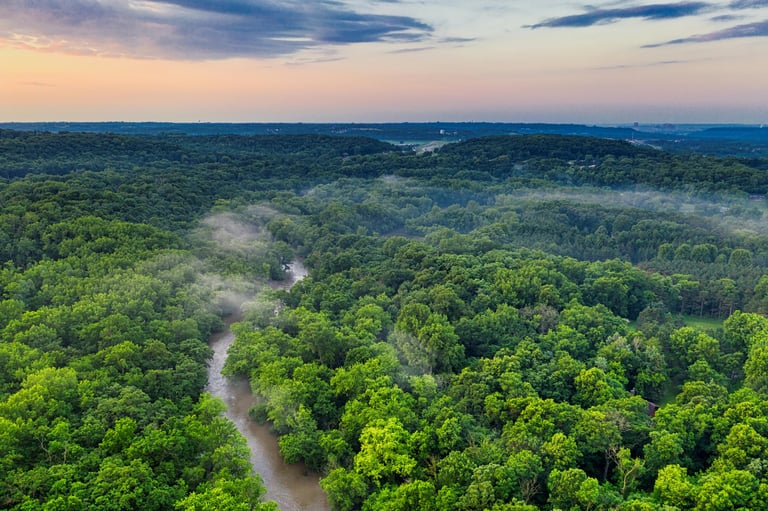 Vibrant Rainforest